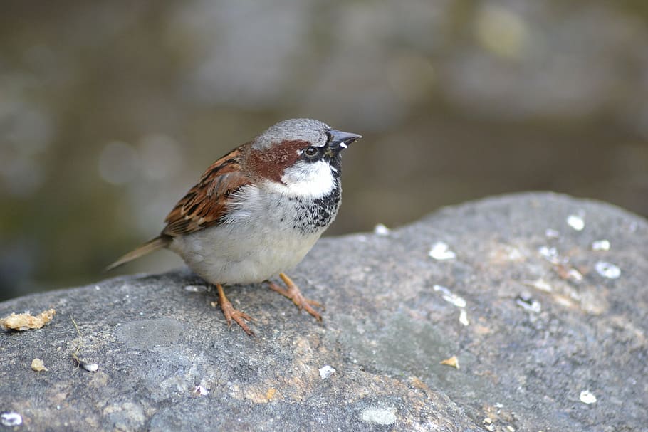 close, bird, sparrow, plumage, sperling, nature, one animal HD wallpaper
