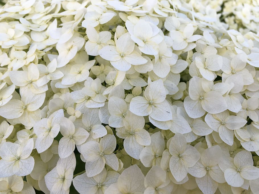 hydrangea, white hydrangea, closeup, garden, garden flowers HD wallpaper