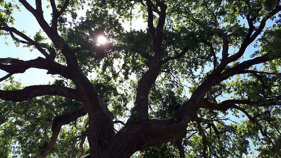 tree, branches, leafs, sun, shade, behind, background, silhouette HD wallpaper