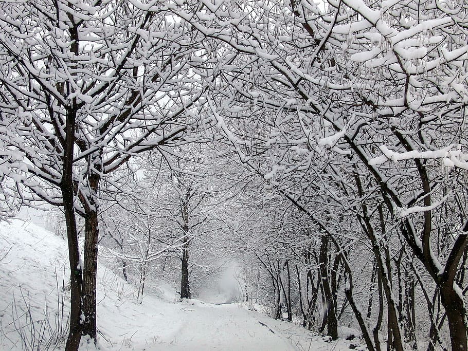 pathway between trees covered on snow, Winter, Road, White HD wallpaper