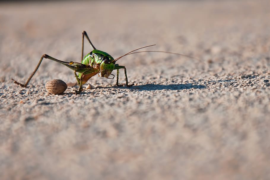 grasshopper, cricket, cicada, insect, detail, garden, nature HD wallpaper