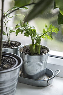 green plant, Celery, Fresh, Herb, Homemade, cook, vegetable HD wallpaper