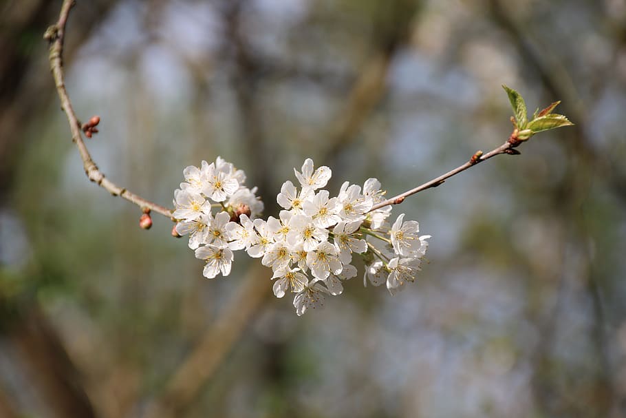Cherry Blossom, Cherry, Spring, Spring, Branch, fruit tree HD wallpaper