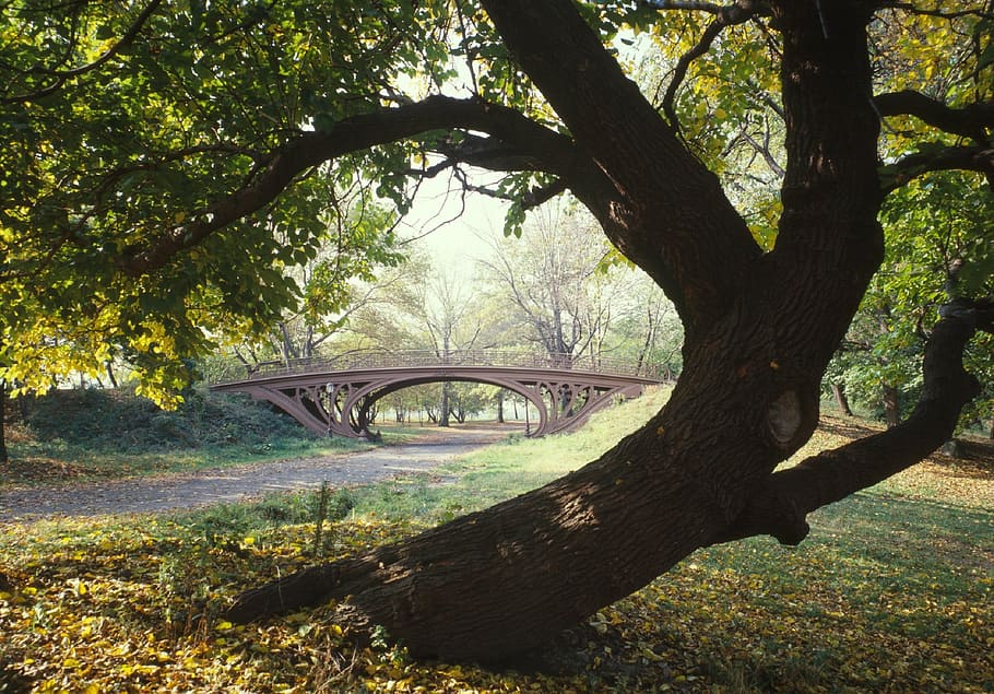 gray bridge near trees, landscape, park, architecture, urban HD wallpaper