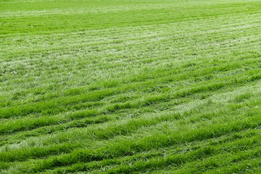 lawn, grass, sward, green, garden, nature, summer, green background HD wallpaper