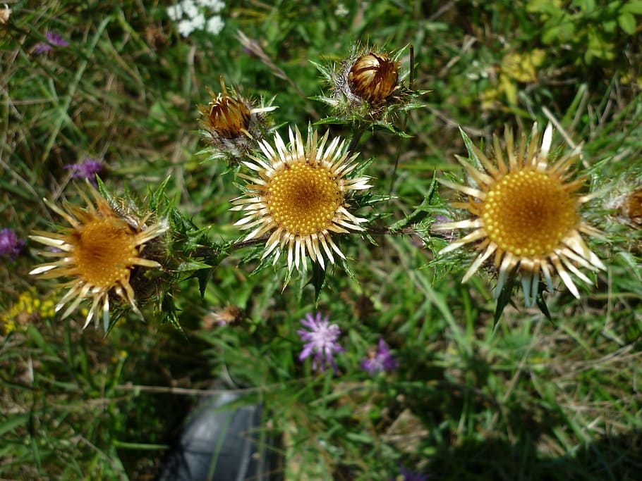 thistle, blossom, bloom, silver, brown, round, flower blob HD wallpaper