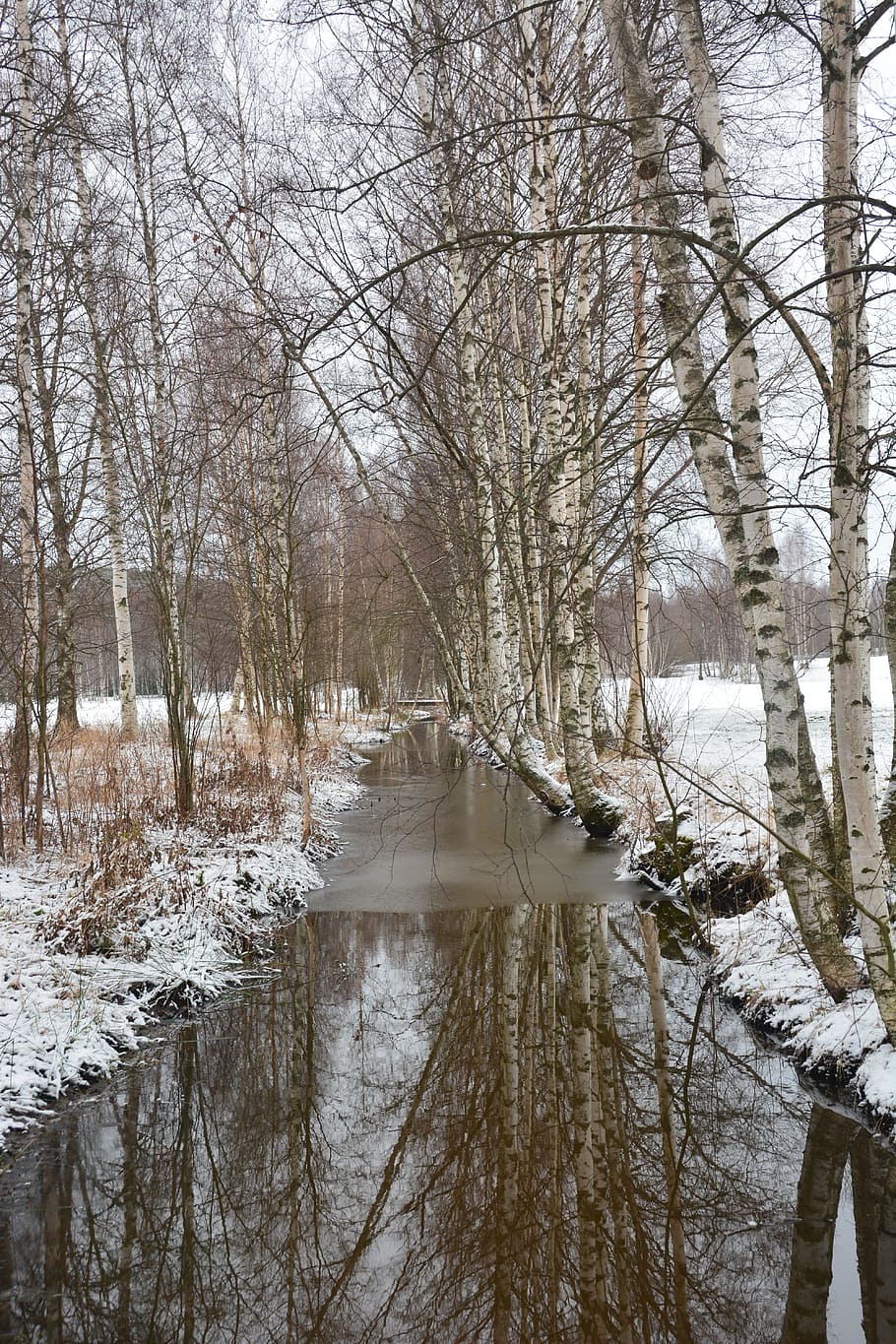 wet road between bare trees, nature, winter, birch, river, cold HD wallpaper