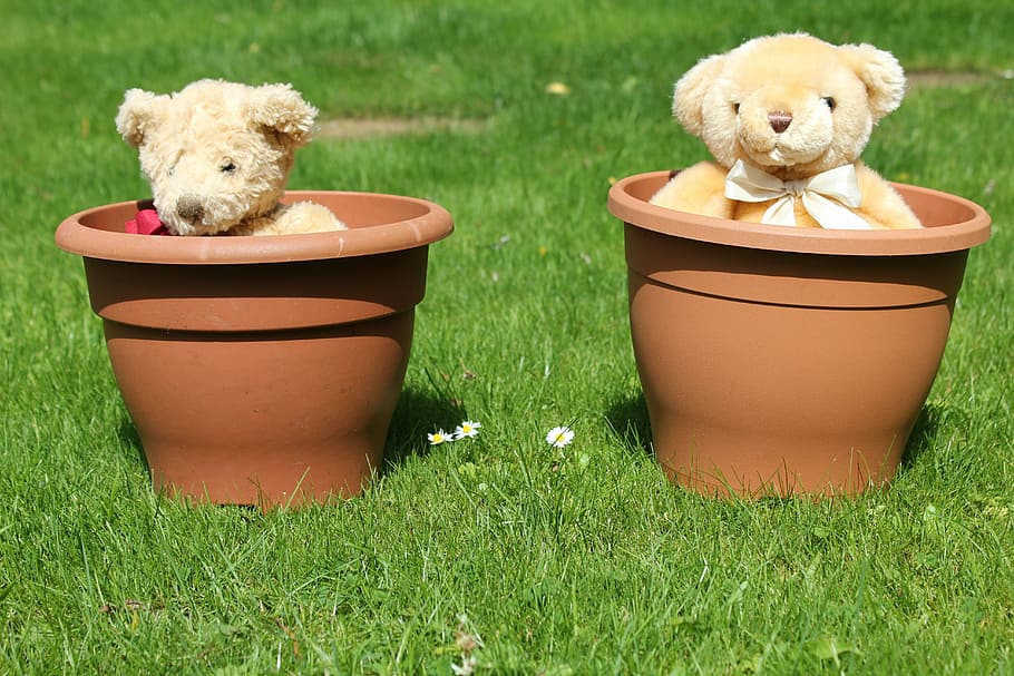 teddy, bear, flowerpot, lawn, garden, flower pot, teddybear HD wallpaper