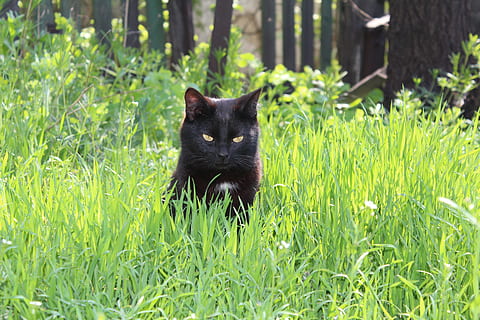cat, grass, spring, animals, muzzle cat, cat eyes, nature, discontent HD wallpaper