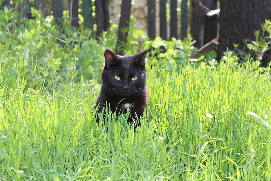 cat, grass, spring, animals, muzzle cat, cat eyes, nature, discontent, HD wallpaper