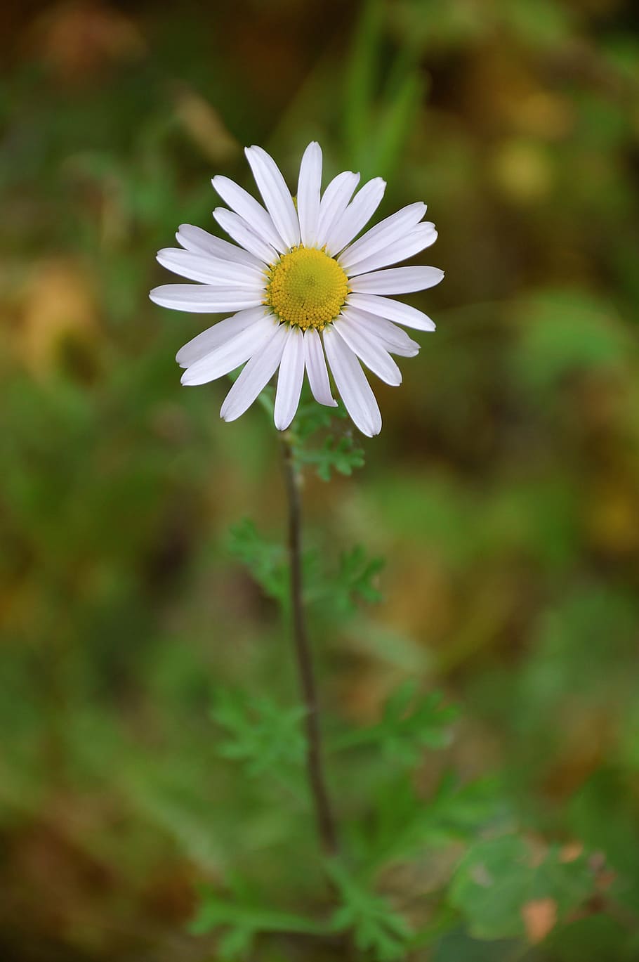 Summer, Daisy, Grass, Nature, yellow center, plant, flower HD wallpaper