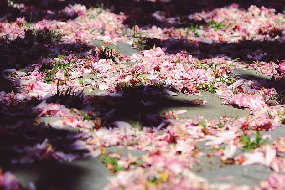 Cherry Blossoms, Ground, Sun, Sunlight, shadow, hispanic, nature HD wallpaper