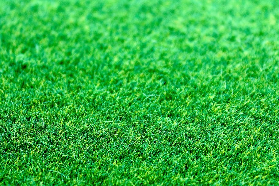 field, grass, lawn, plant, clean, close-up, environment, green HD wallpaper