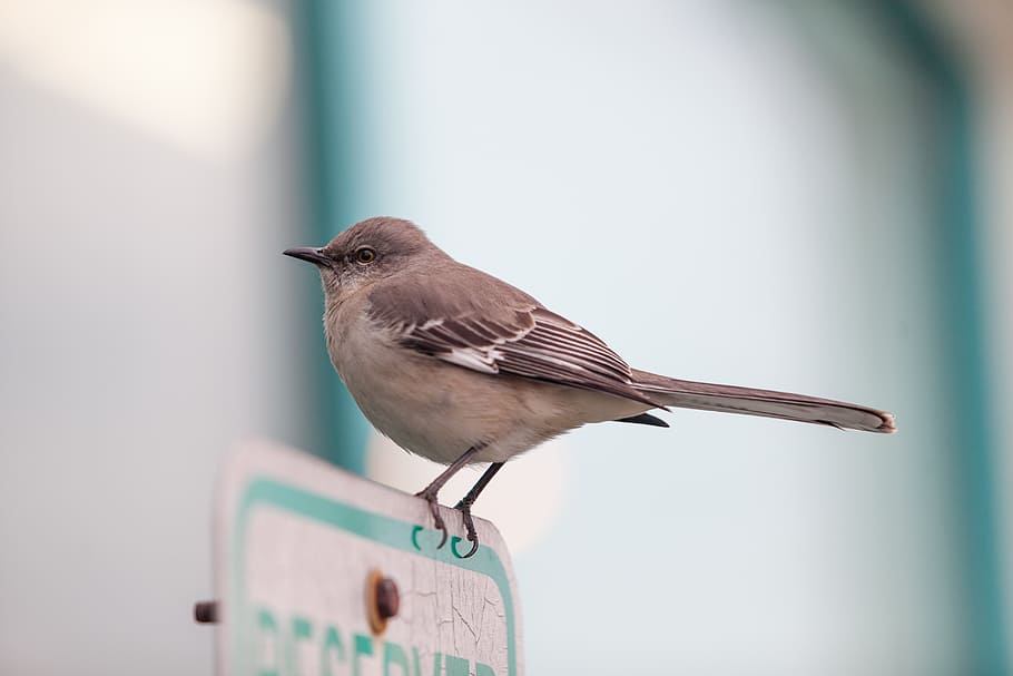 bird, mocking bird, outside, wild, animal, wildlife, depth of field HD wallpaper