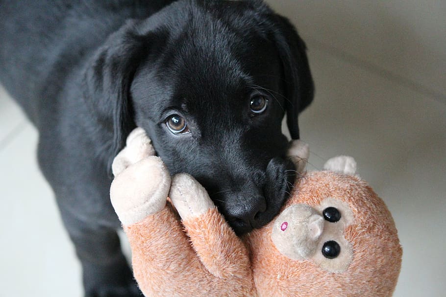 puppy biting monkey plush toy, dog, cute, beg, pets, animal, canine