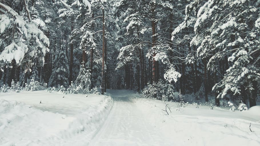 road covered with snow through forest, winter, white, cold HD wallpaper