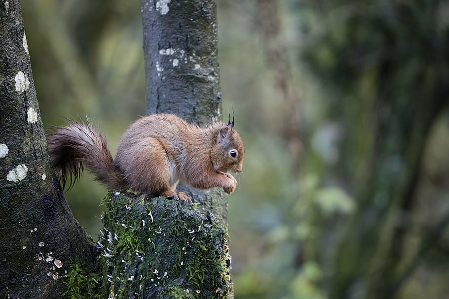 brown squirrel on tree, red squirrel, wildlife, forest, sciurus