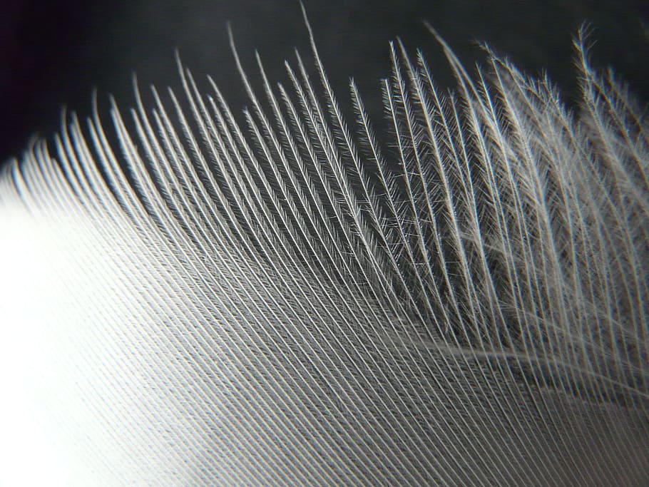 feather, white, filigree, down, plumage, spring dress, bird HD wallpaper
