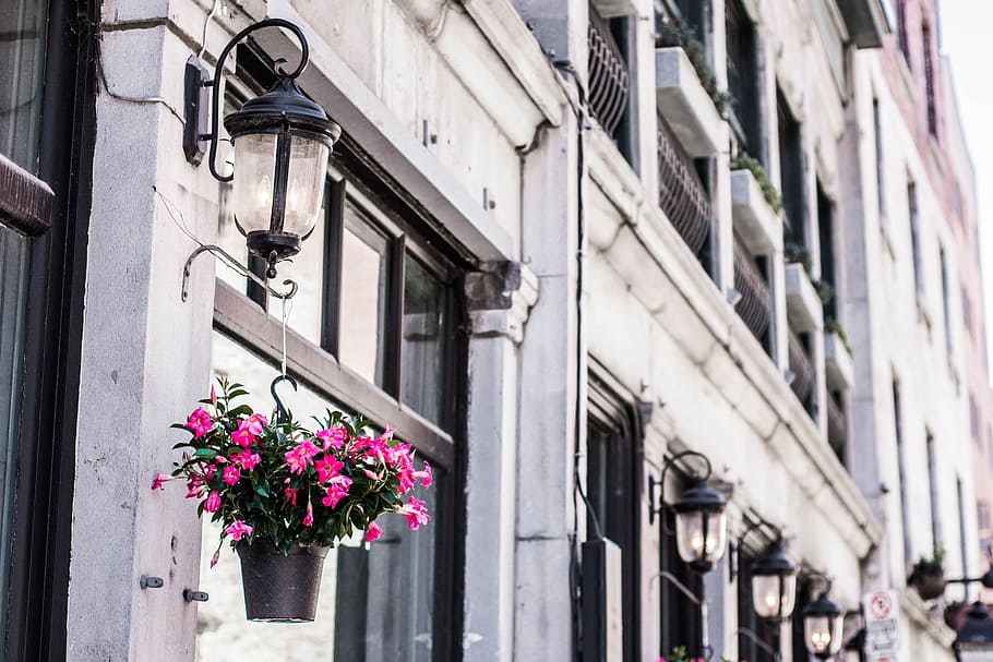 hang pink flower on white concrete building at daytime, pink flowers on black pot, HD wallpaper