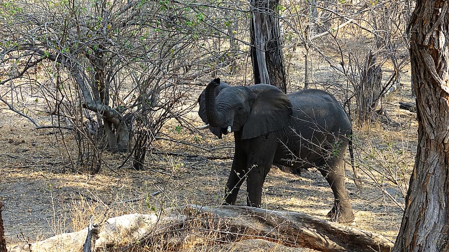 Elephant, Botswana, Drought, Cobe, animal, animal wildlife HD wallpaper