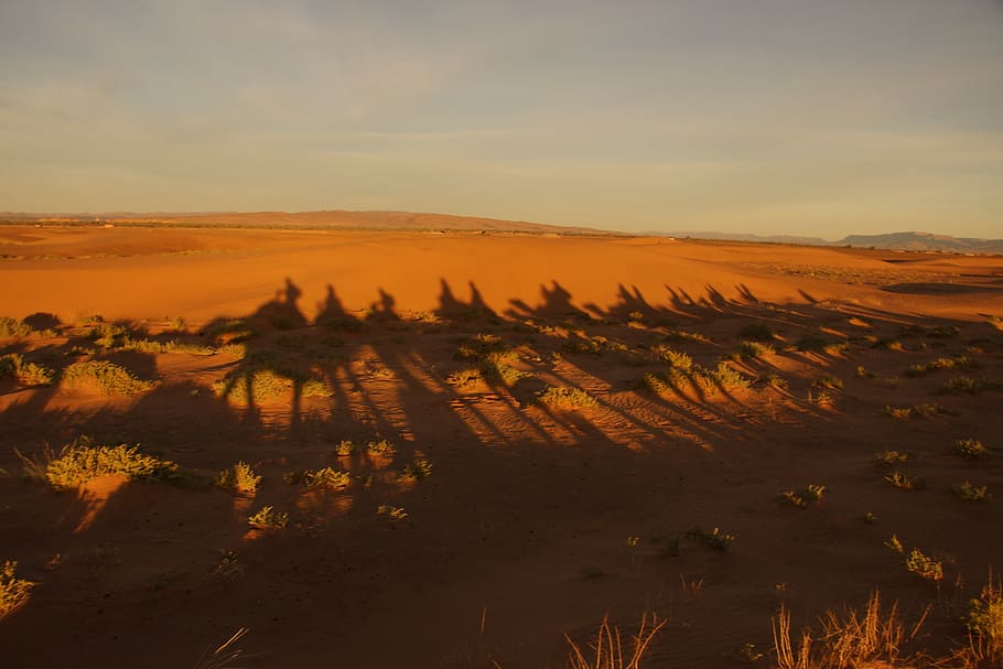 shadow, camel, desert, scenics - nature, landscape, sky, environment HD wallpaper