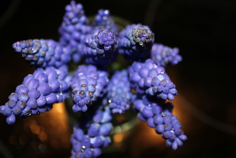modry, flower, blue, nature, purple flowers, plant, close-up HD wallpaper