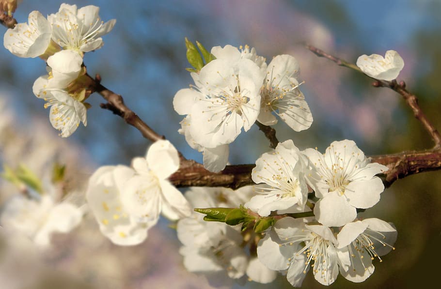 flower, cherry, tree, plant, nature, spring, freshness, lovely HD wallpaper