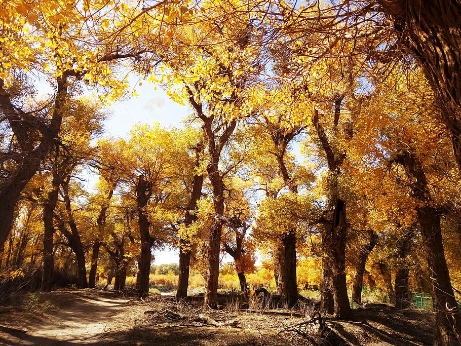 populus euphratica forest, afternoon, autumn, tree, plant, change HD wallpaper