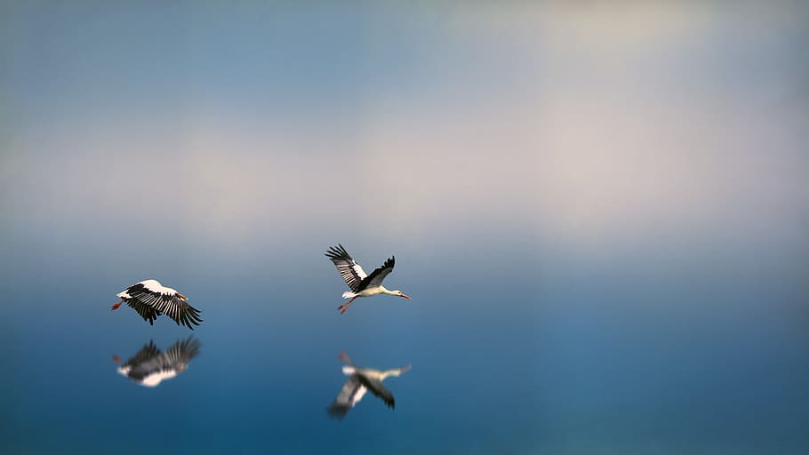two white-and-black birds flying on to of water reflecting selves, two white birds over body of water