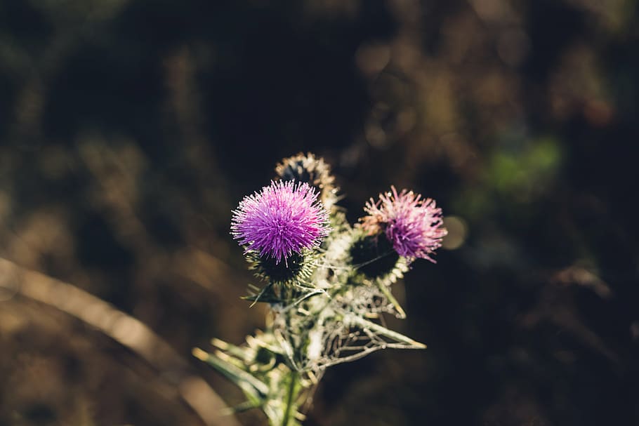 bloom, blooming, blossom, blur, bright, color, field, flora HD wallpaper
