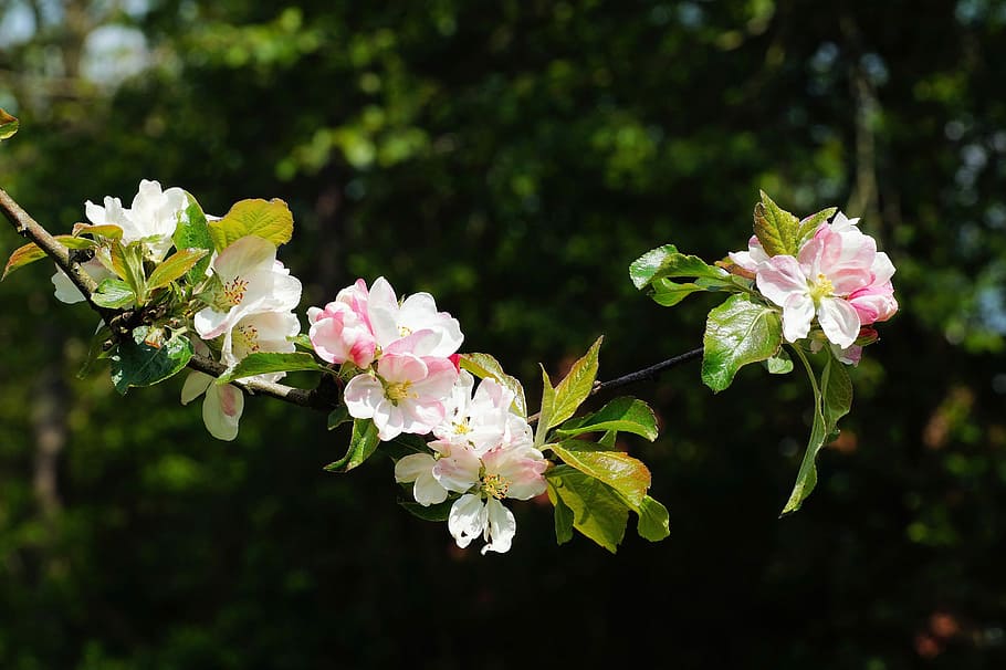 white and pink flowers, Apple Tree, Tree, Spring, Spring, Flowers HD wallpaper