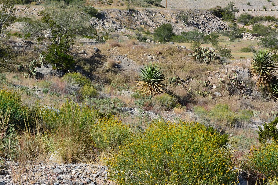Desert, Plants, Cactus, Landscape, green, wilderness, scenery HD wallpaper