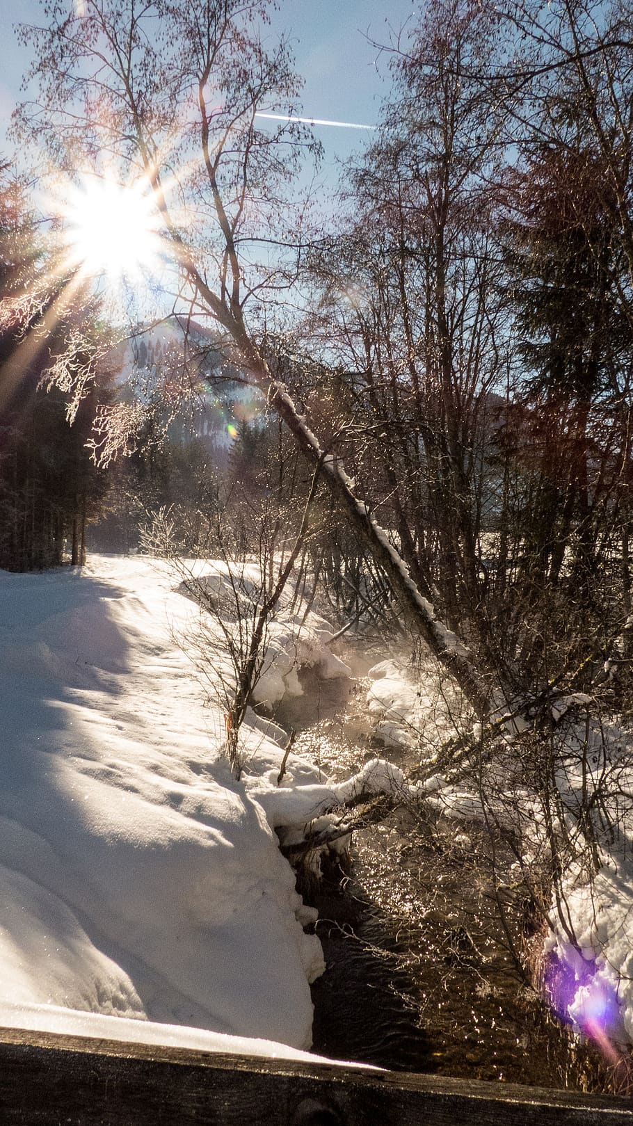 wintry, snow, nature, cold, cold temperature, winter, tree HD wallpaper