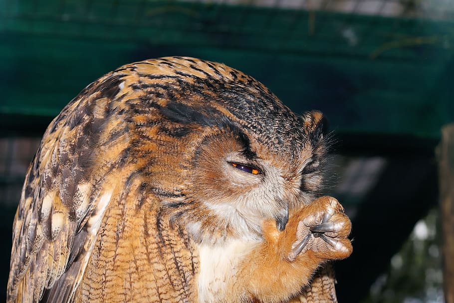 brown owl during daytime, Eagle Owl, Bird, Feather, Animal HD wallpaper