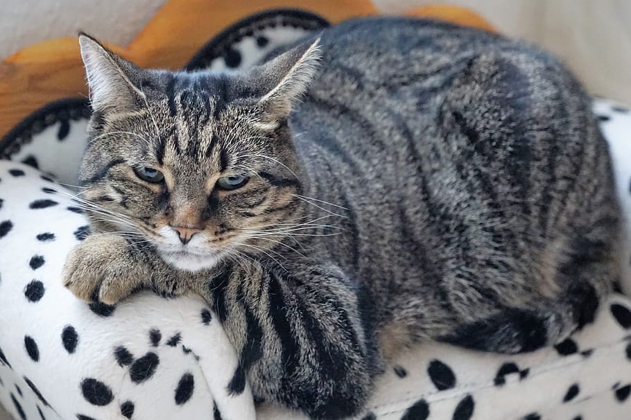 grey tabby cat resting on black and white sofa, animal, mammal
