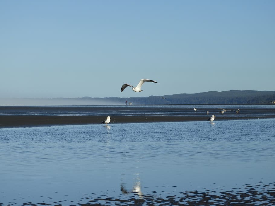 beach, seagull, flight, shore, coast, blue, seabird, soaring HD wallpaper