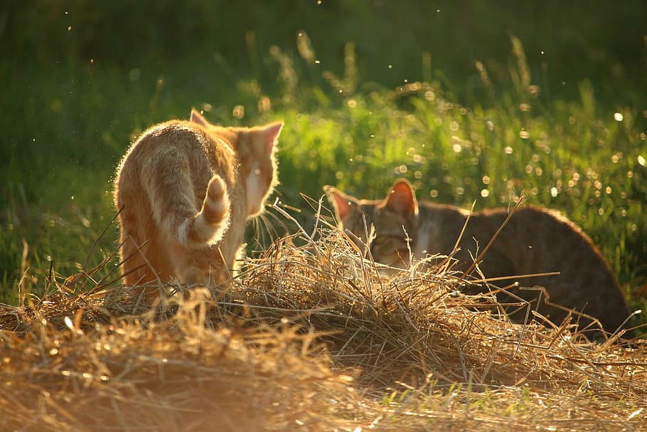 cat, mieze, kitten, mackerel, red cat, domestic cat, straw HD wallpaper