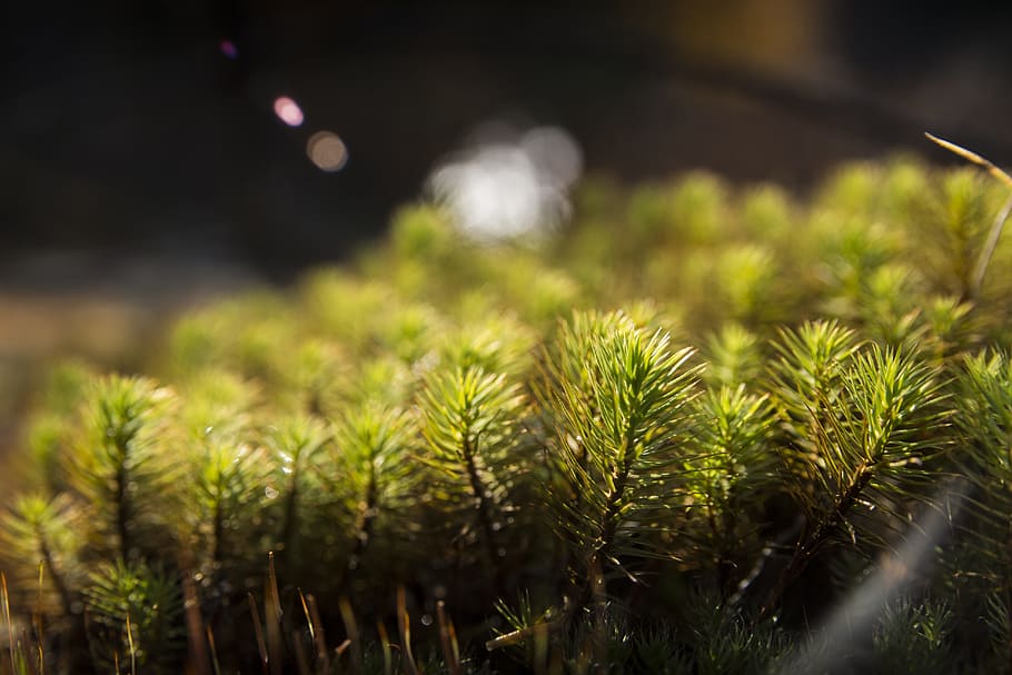 forest, green, foam, plant, growth, green color, nature, no people HD wallpaper