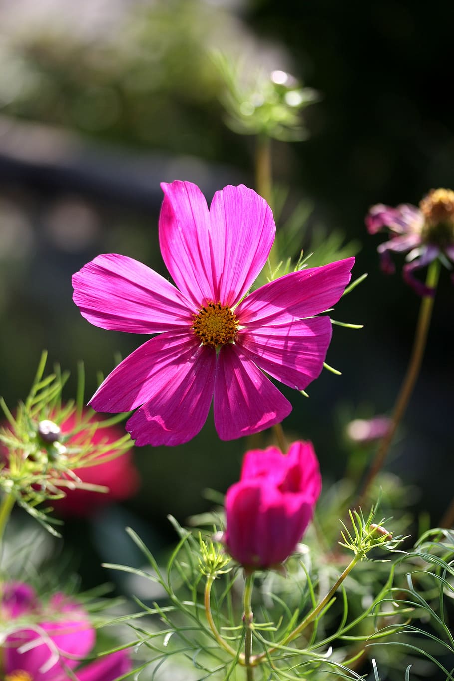 cosmos, summer, flora, flower, pink, sunlight, flowering plant HD wallpaper