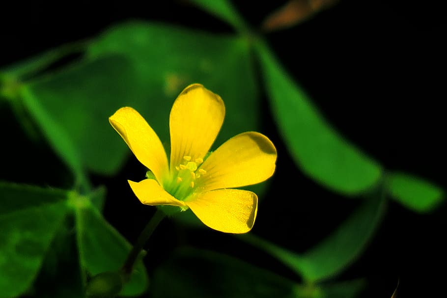 leaf, plant, nature, flower, garden, outdoor, light, petal HD wallpaper