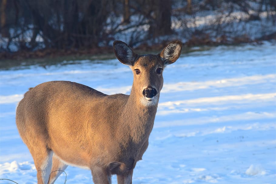 deer, sunlight, snow, nature, wildlife, forest, mammal, animal HD wallpaper