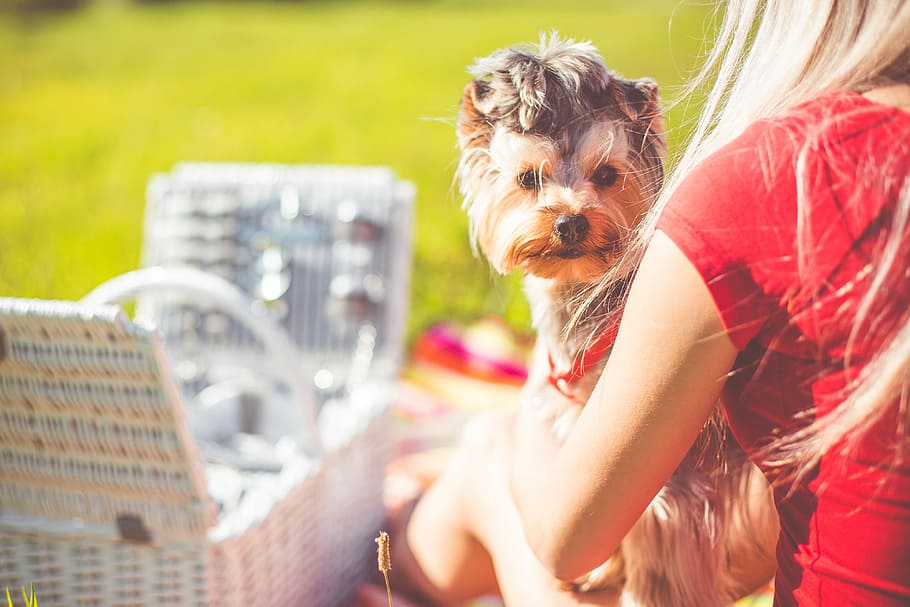 Enjoying Sunday Picnic with Cute Yorkshire Terrier, chill out