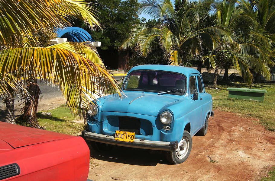 Cuba, Autos, Oldtimer, palm Tree, car, tropical Climate, outdoors