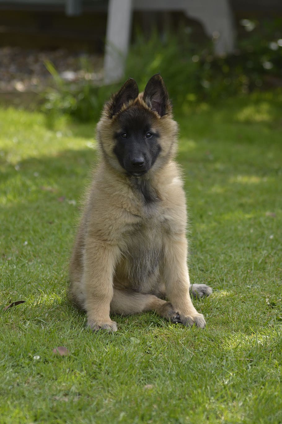 belgian, shepherd, bitch, pup, sitting, grass, animal themes HD wallpaper