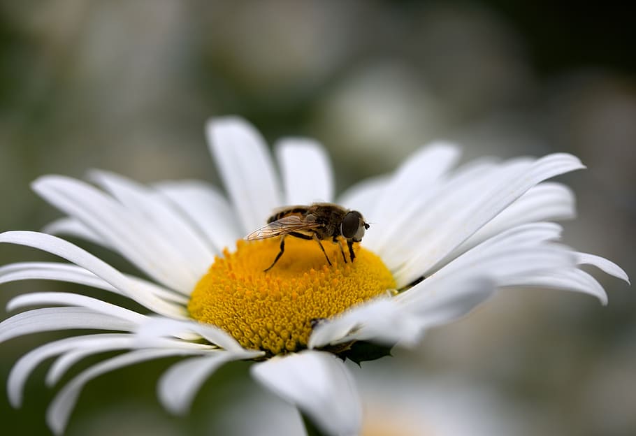 bee, daisy, pollen, work, insecta, nature, flower, white, flowering plant HD wallpaper