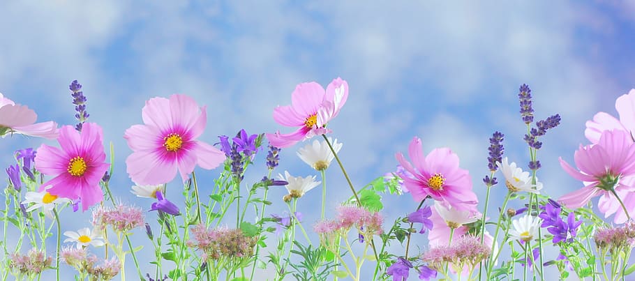 selective focus photography of pin cosmos flowers and lavender flowers HD wallpaper