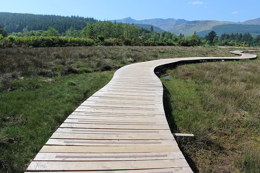 Arran, Path, Way, Wood, Trail, Walk, nature, swamp, grass, boards HD wallpaper