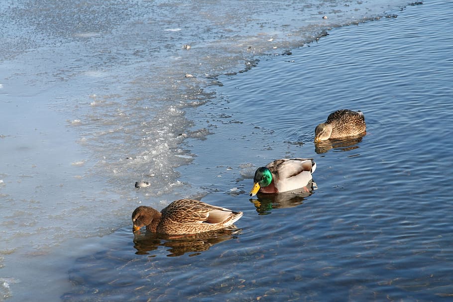 ducks, winter, and, water, bird, animals in the wild, group of animals HD wallpaper