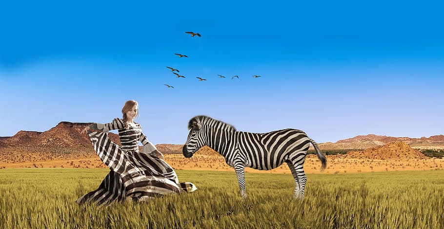 woman wearing zebra print dress near zebra on green grass field, HD wallpaper