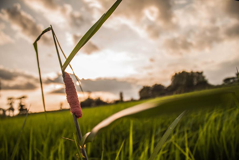 rice, evening, cornfield, egg shells, green view, sunset, plant HD wallpaper